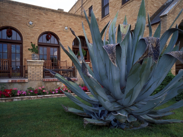 Кактус агава