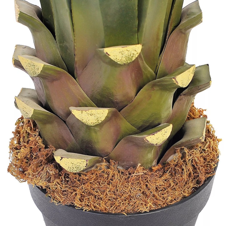 Агава растение комнатное