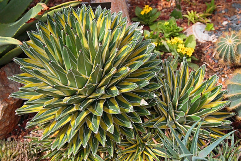 Agave victoriae reginae