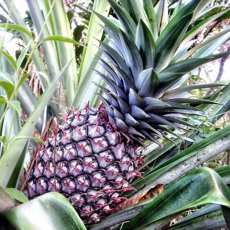 Ананасы на Пальме