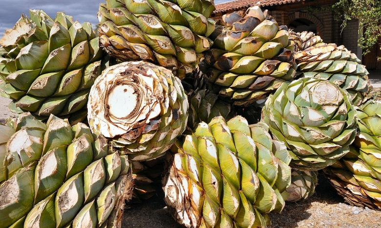 Голубая агава для текилы