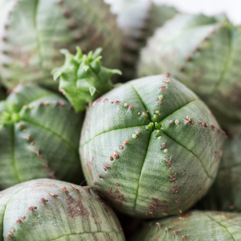 Euphorbia pseudoglobosa