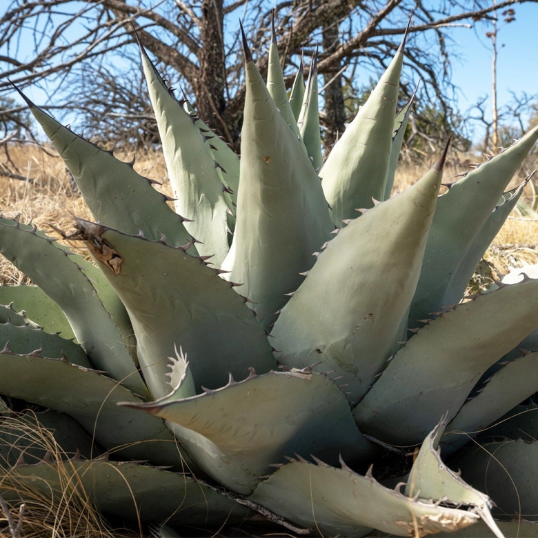 Agave havardiana