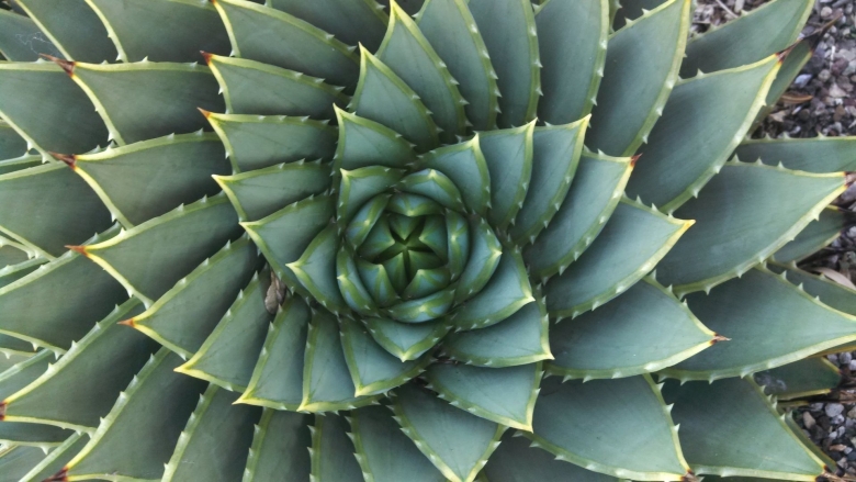 Алоэ филлотаксис