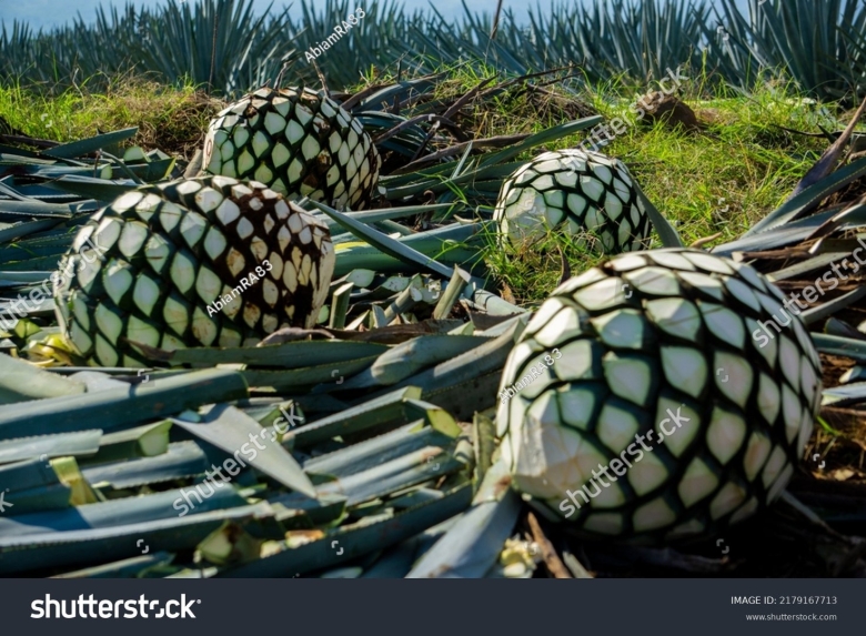 Агава для текилы