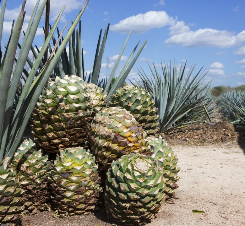 Кактус для текилы