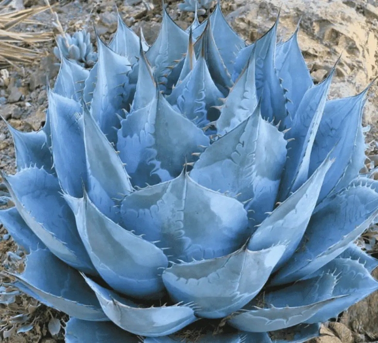 Agave parryi var huachucensis