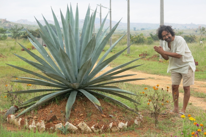 Голубая агава плод