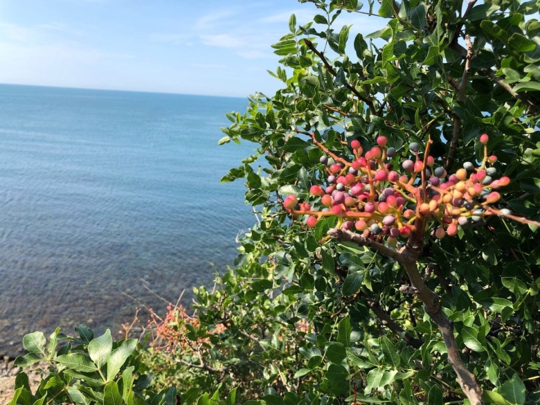 Растения Крыма фисташка туполистная