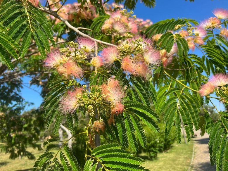 Альбиция ленкоранская Акация