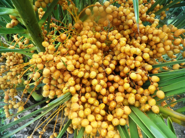 Растительный мир Анапы