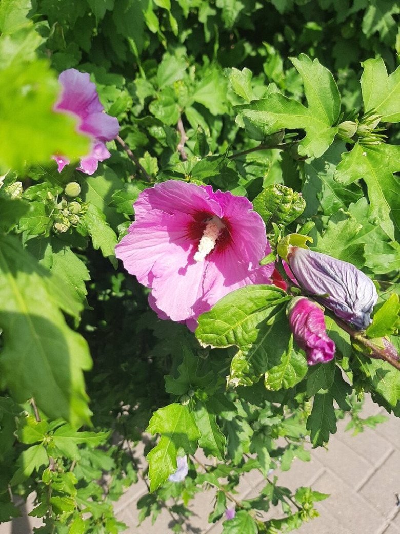 Гибискус сирийский