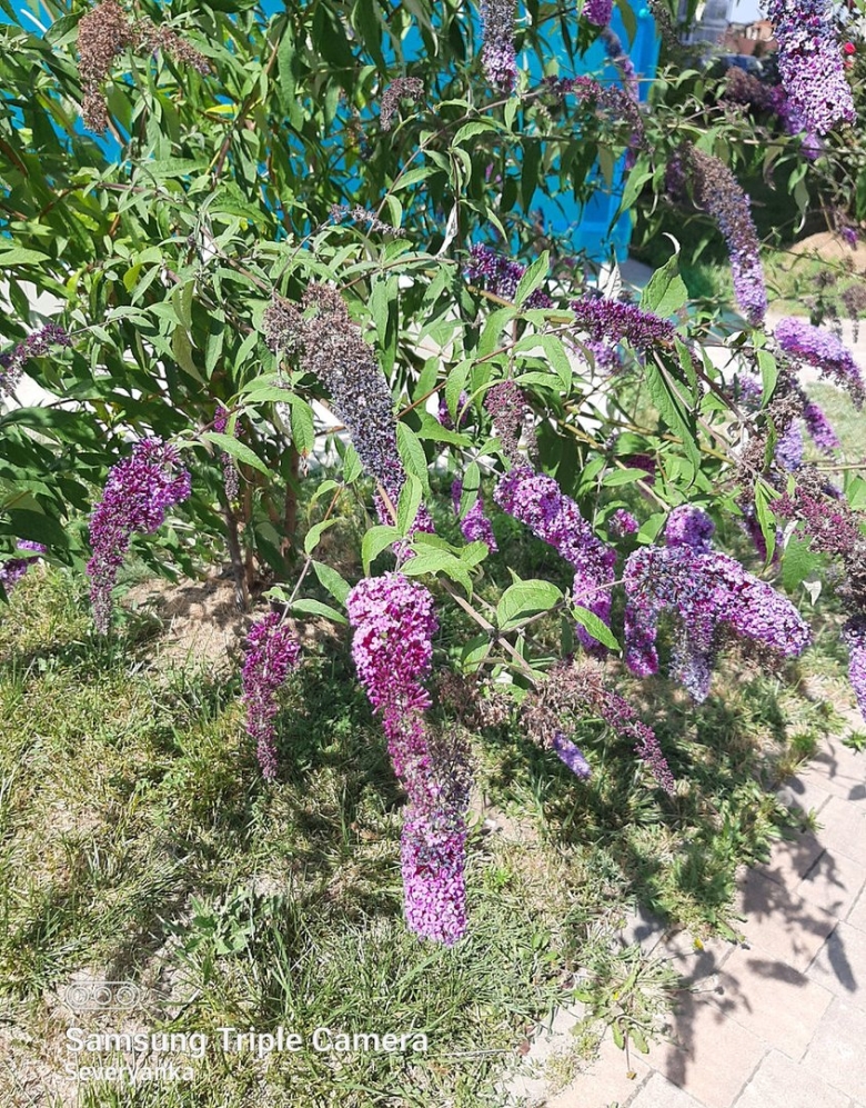 Буддлея давида роял ред