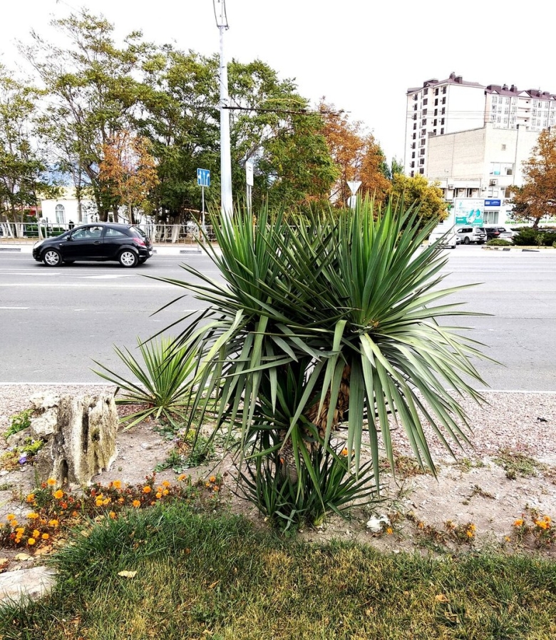 Новороссийск пальмы