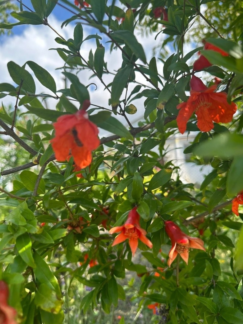 Гранат Никитский ранний