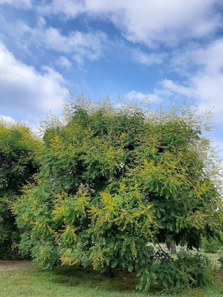 Мыльное дерево кельрейтерия метельчатая