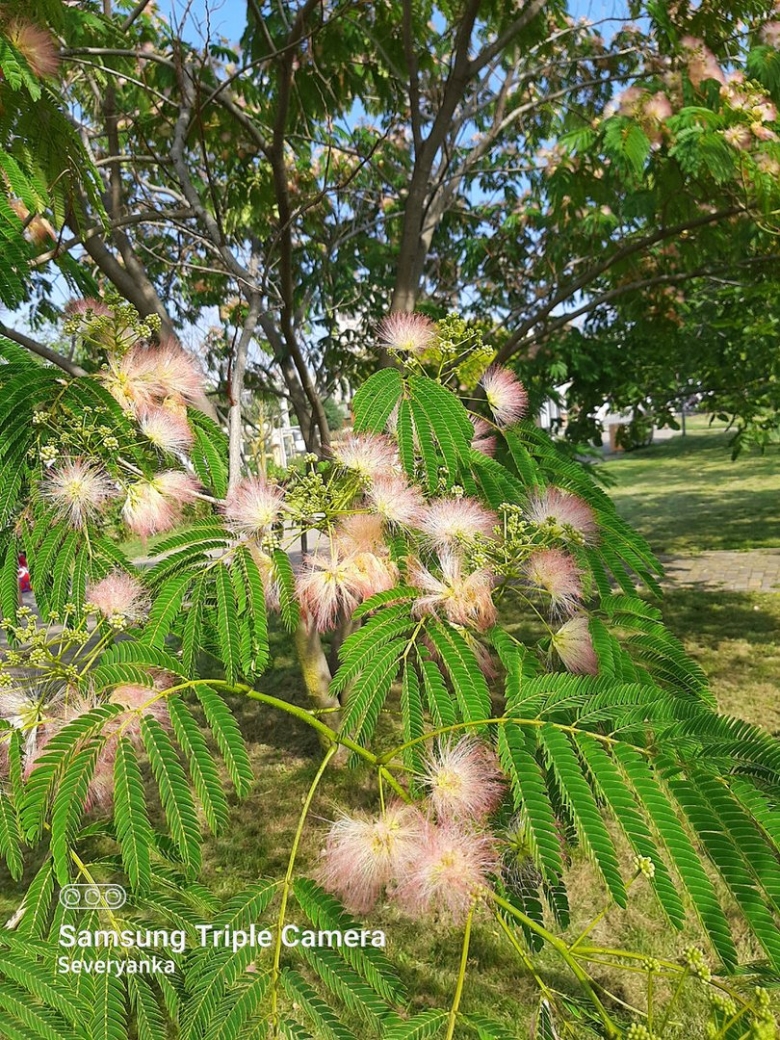 Альбиция ленкоранская акация