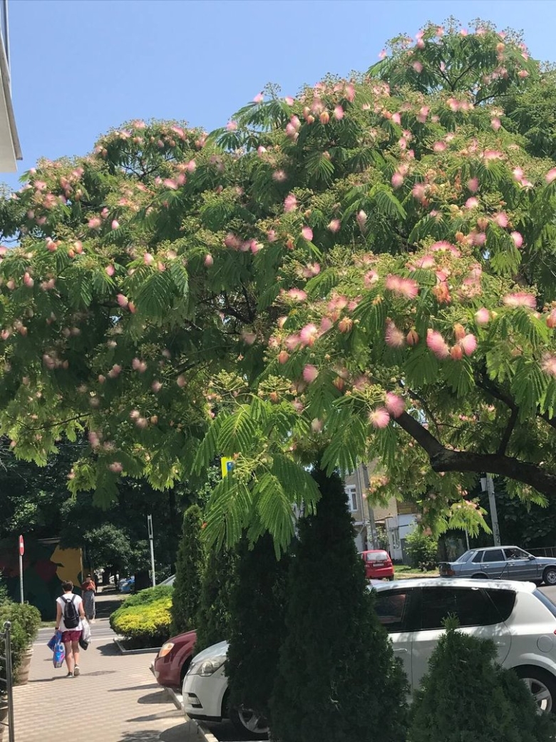 Альбиция ленкоранская черная