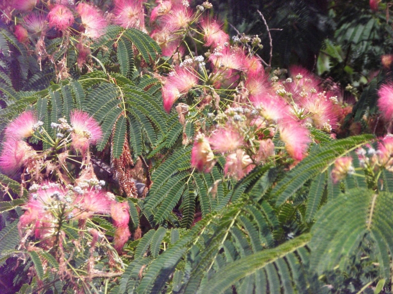 Акация Анапа дерево