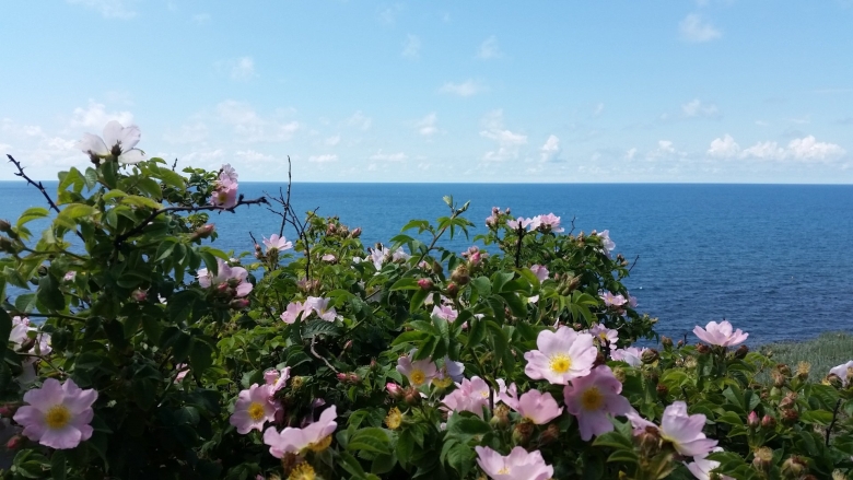 Цветущая Анапа