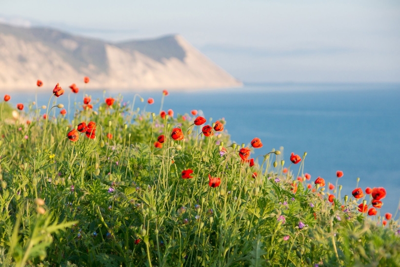 Мак на берегу моря