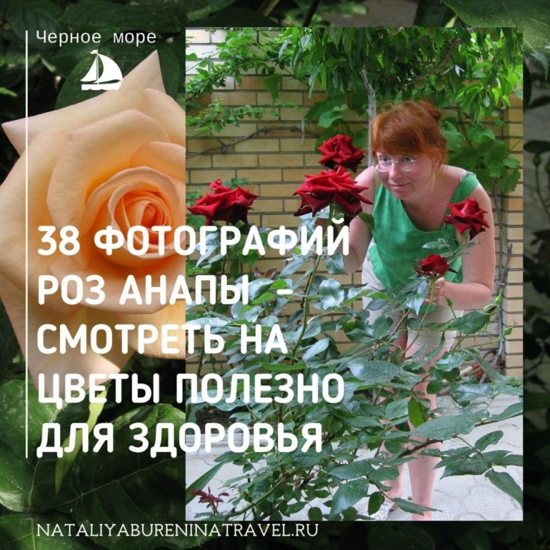 Розы в Анапе