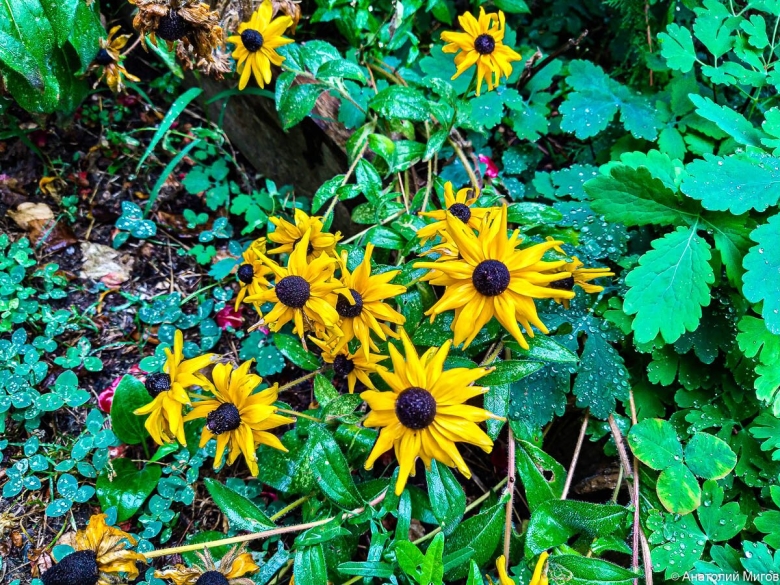 Рудбекия Вариабилис