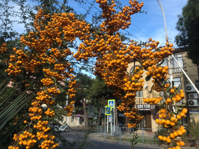 Пираканта желтая расцветённая