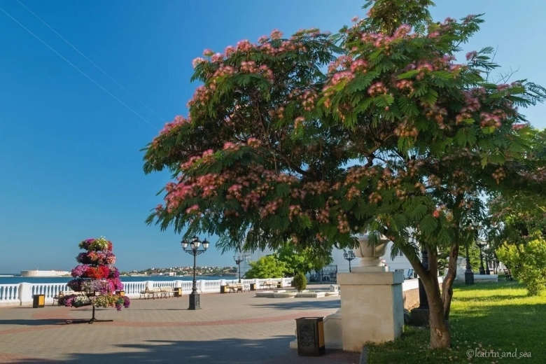 Ленкоранская Акация Севастополь