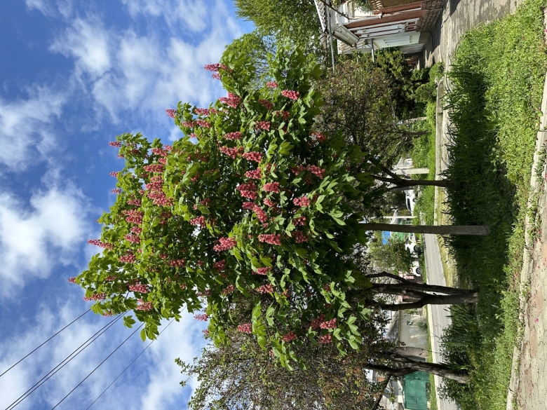 Розовый каштан Севастополь