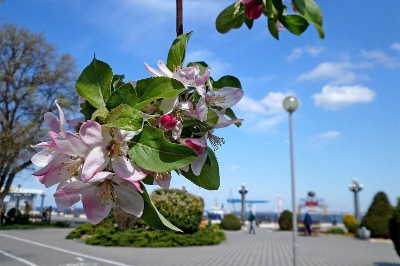 Цветущая Анапа