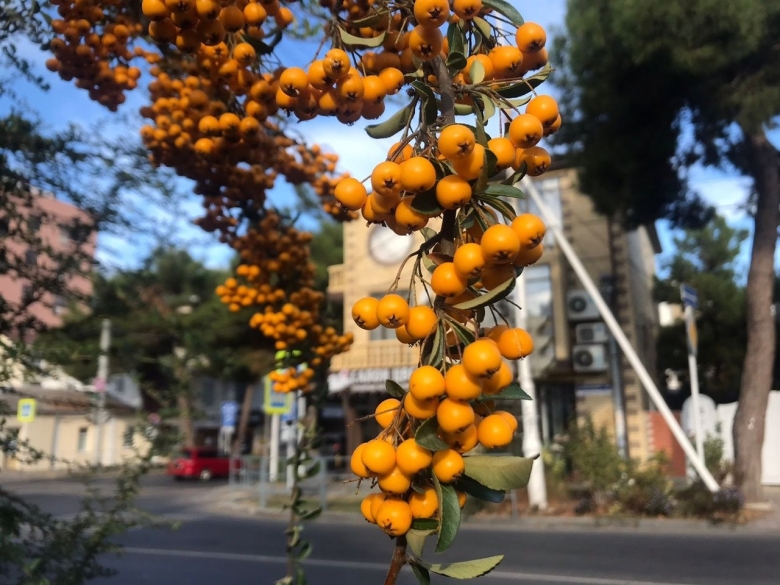 Пираканта желтая цветы