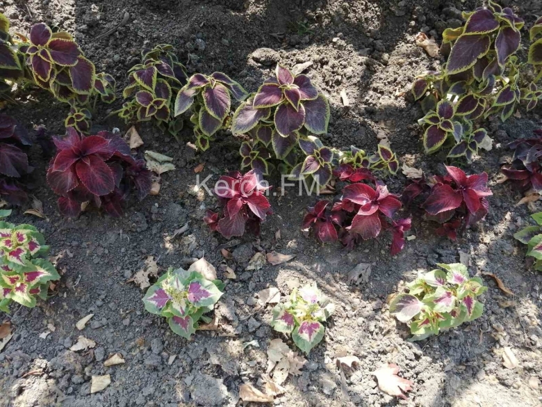 Колеус визард скарлет