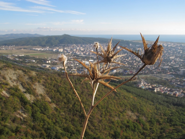 Растительность в Геленджике