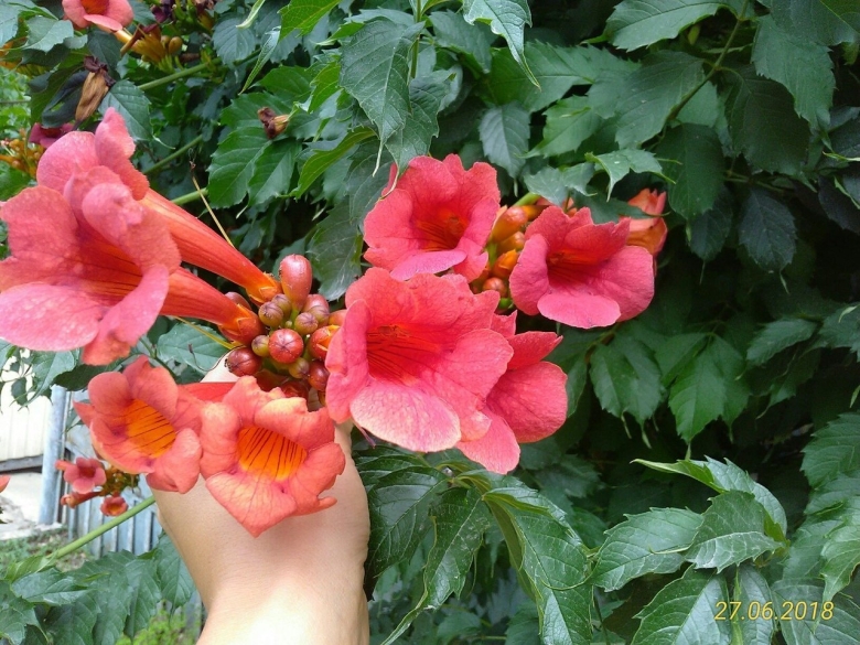 Цветущий гибискус Витязево