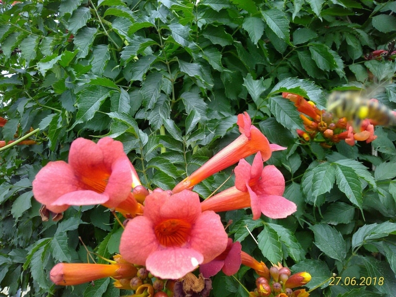 Кустарник цветет большими цветами