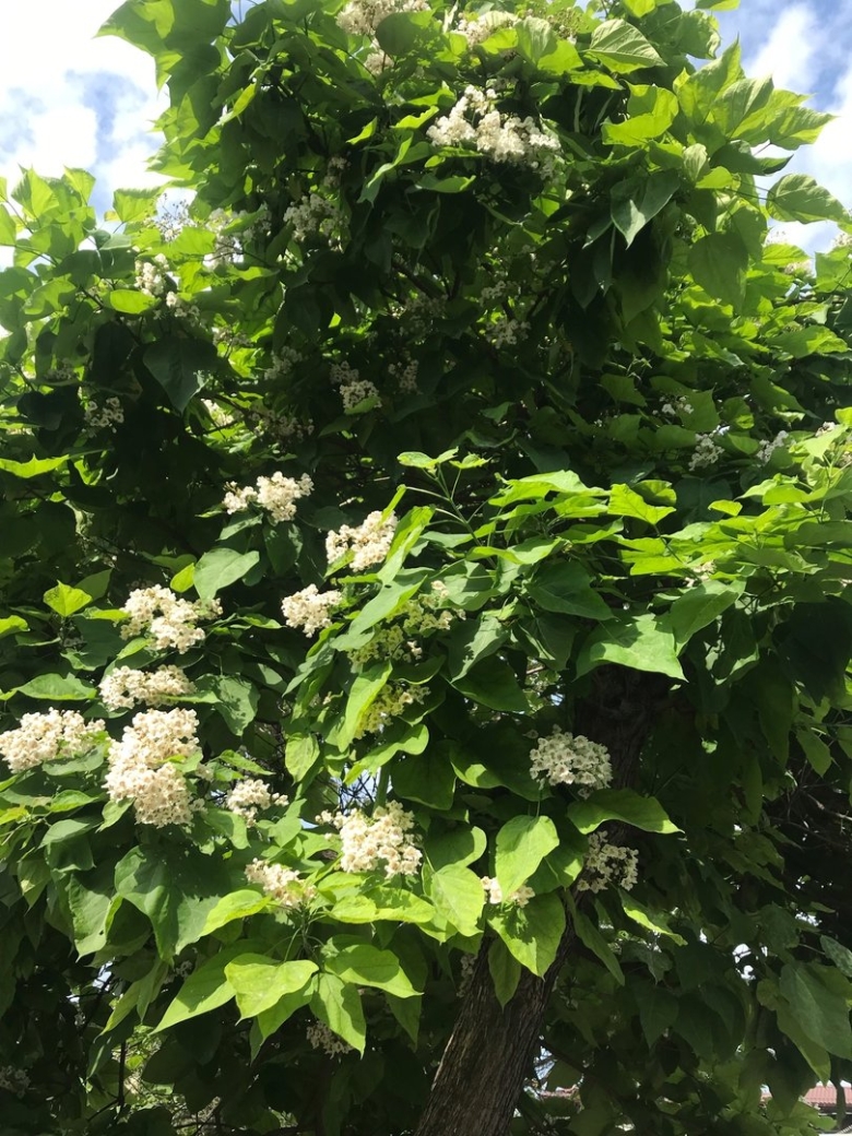 Катальпа прекрасная талисман