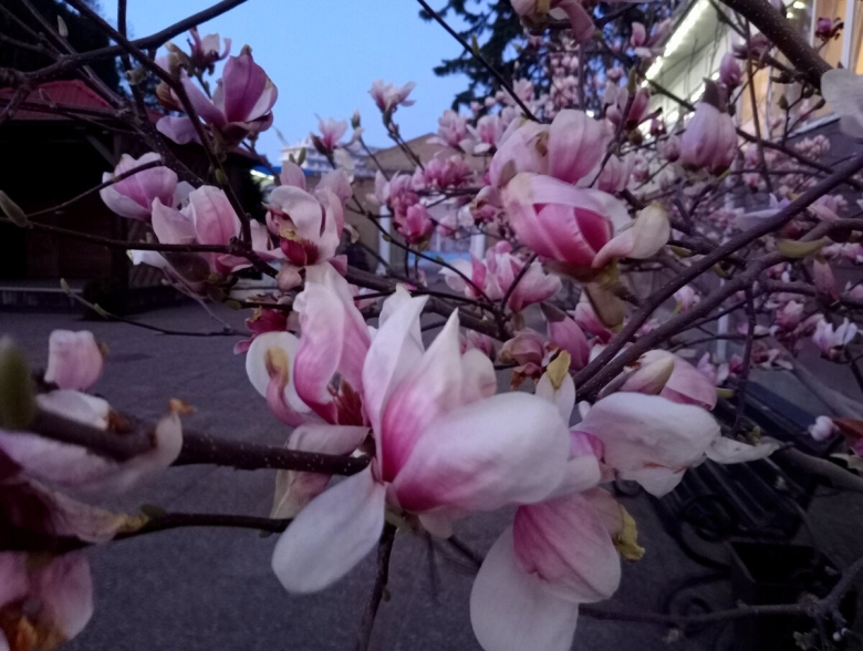 Цветение магнолии в Стамбуле