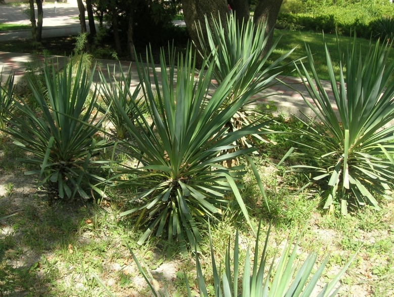 Юкка отогнутолистная