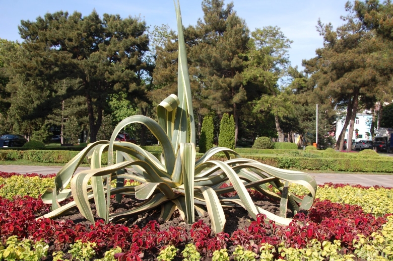 Растения Агава Анапская