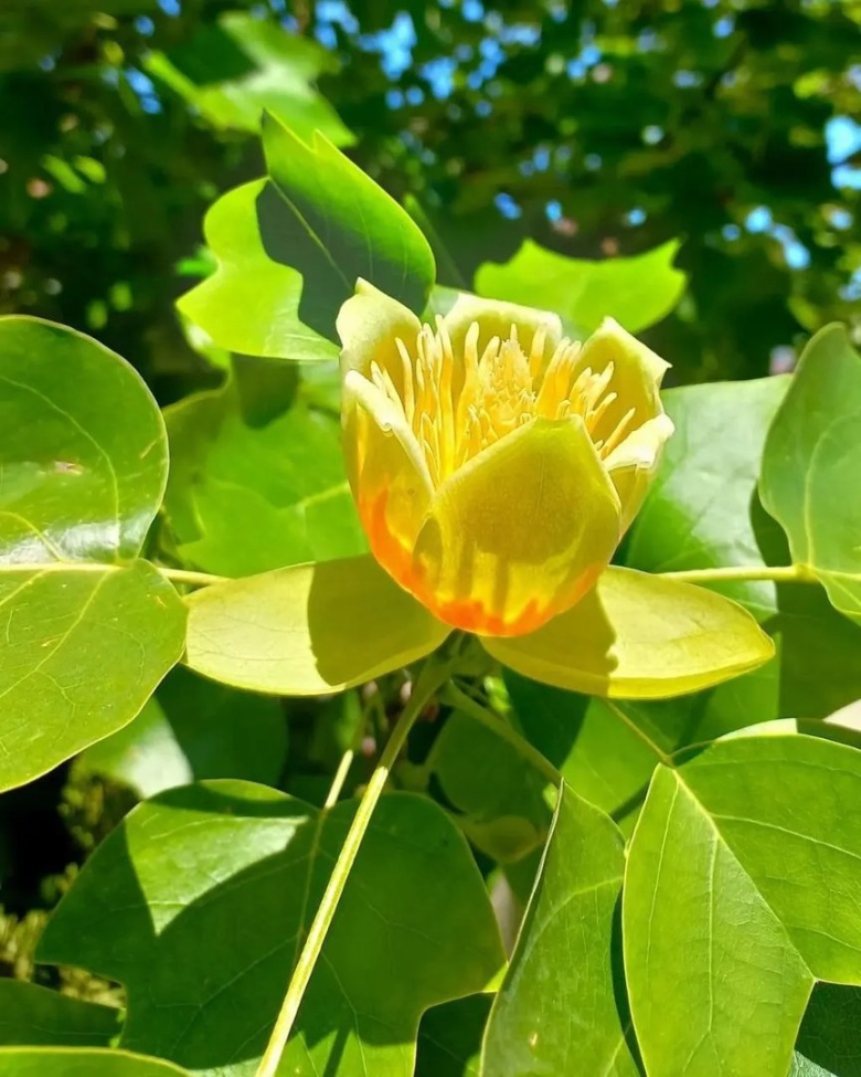 Тюльпановое дерево Янтарный Калининград