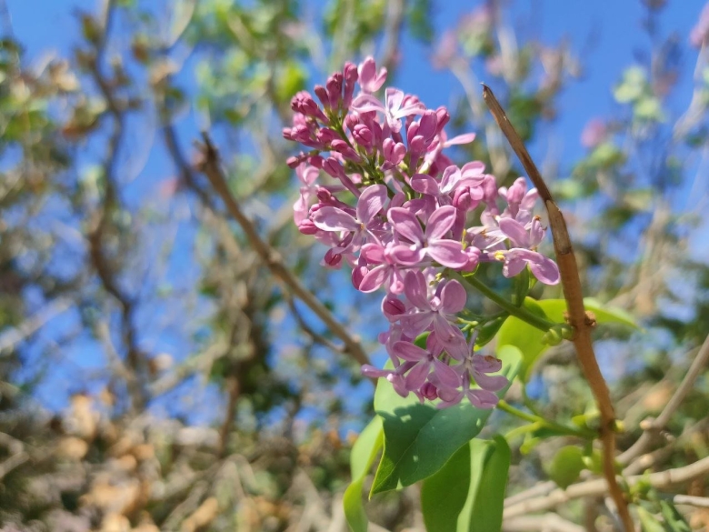 Зацвела сирень