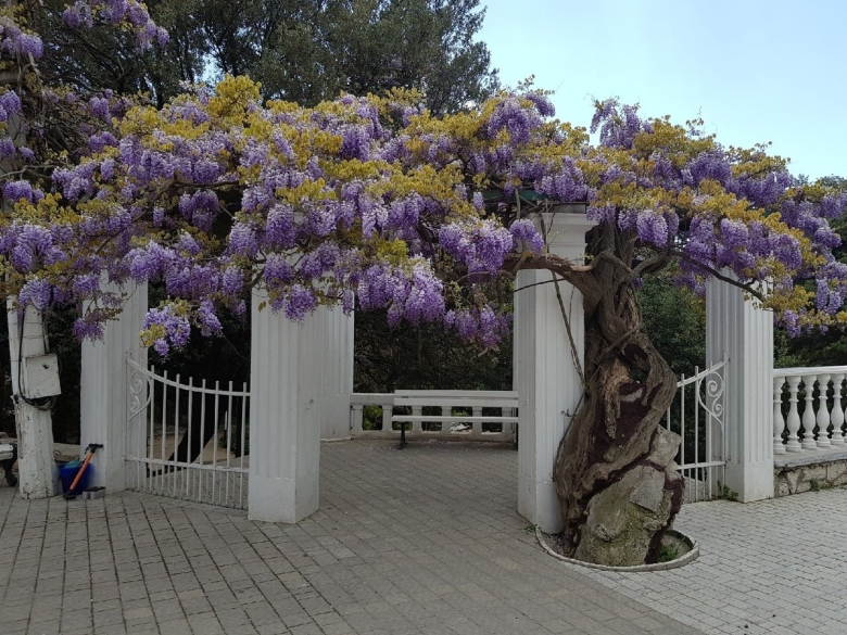 Глициния Крымская