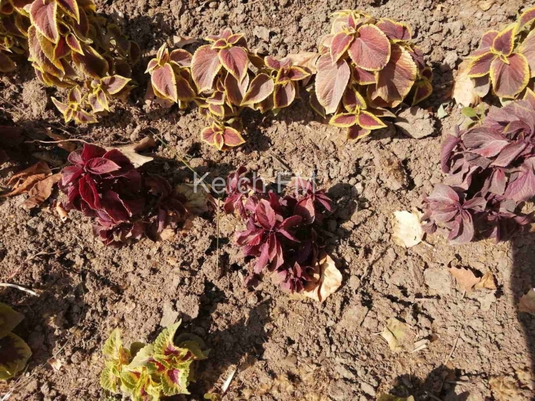 Керчь растения