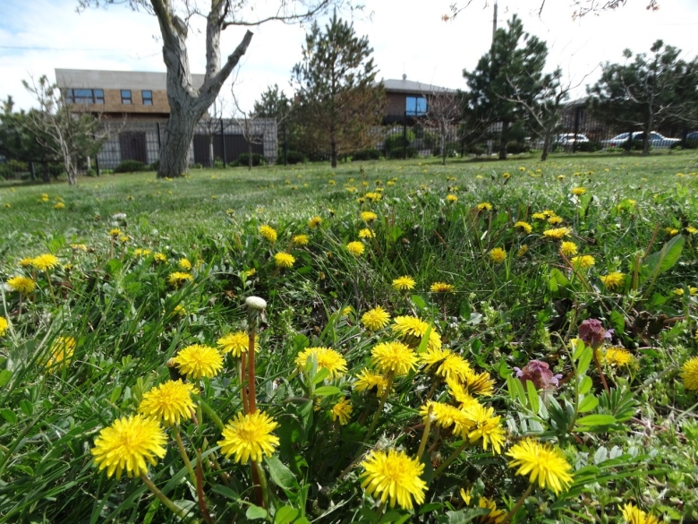 Растения в Витязево