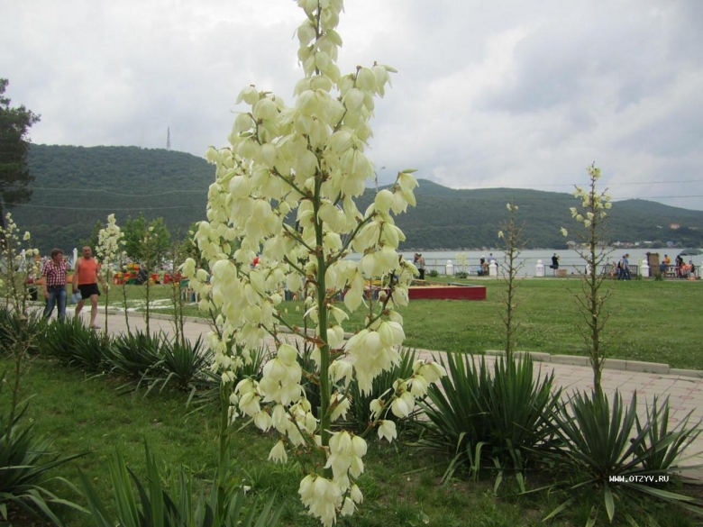 Растительность Анапы