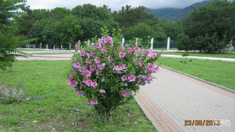 Цветущий Геленджик
