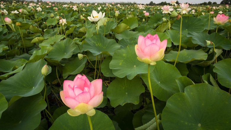 Долина лотосов Тамань