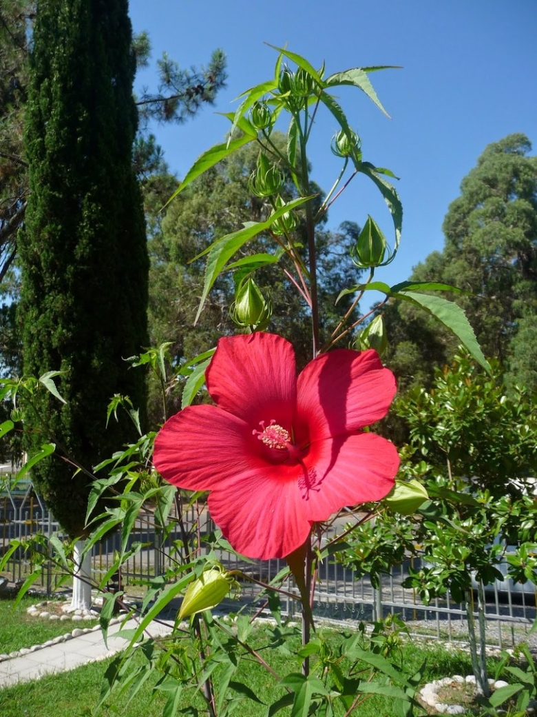 Куст Олеандр Сочи