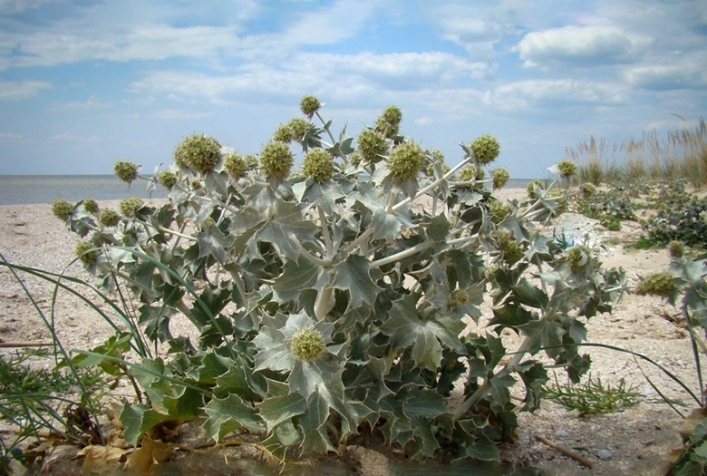 Синеголовник Приморский